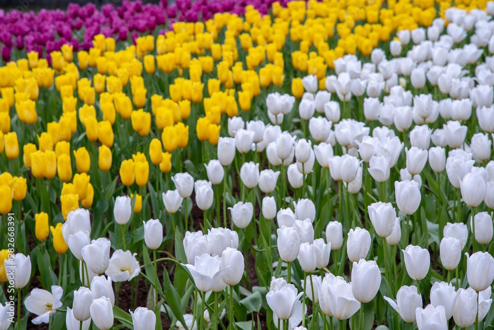Fototapeta premium field of tulips