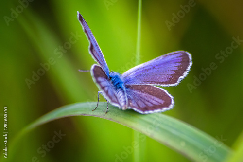 Macro shot of butterfly on grass on a meadow 