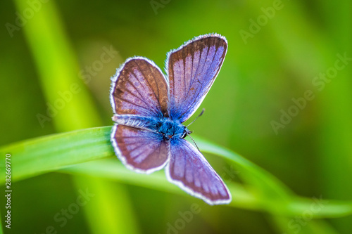 Macro shot of butterfly on grass on a meadow  © Milan