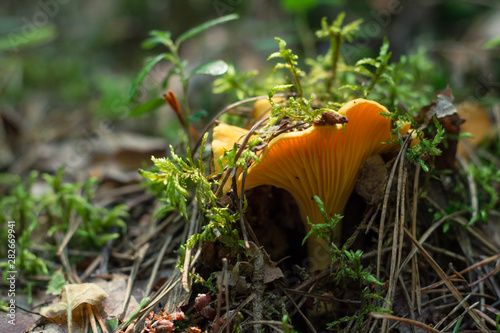 Chanterelle, growing in the forest. Very common fungus with a bright yellow, rarely pale yellow color