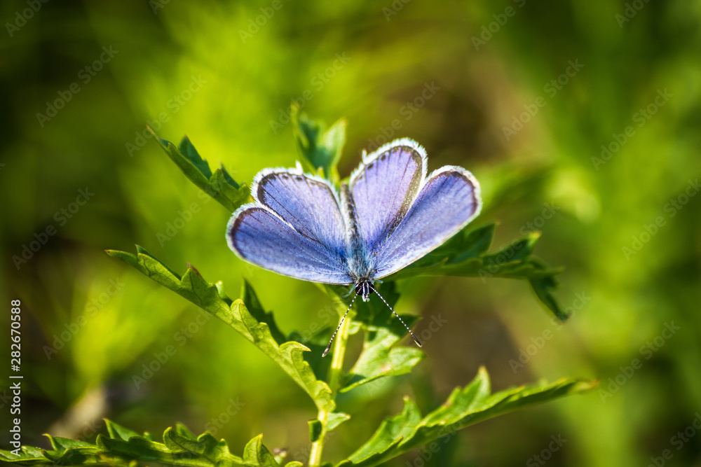 Macro shot of butterfly on grass on a meadow Macro shot of butterfly on grass on a meadow