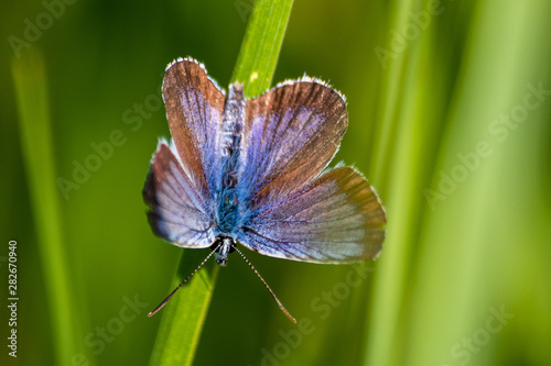 Macro shot of butterfly on grass on a meadow  © Milan