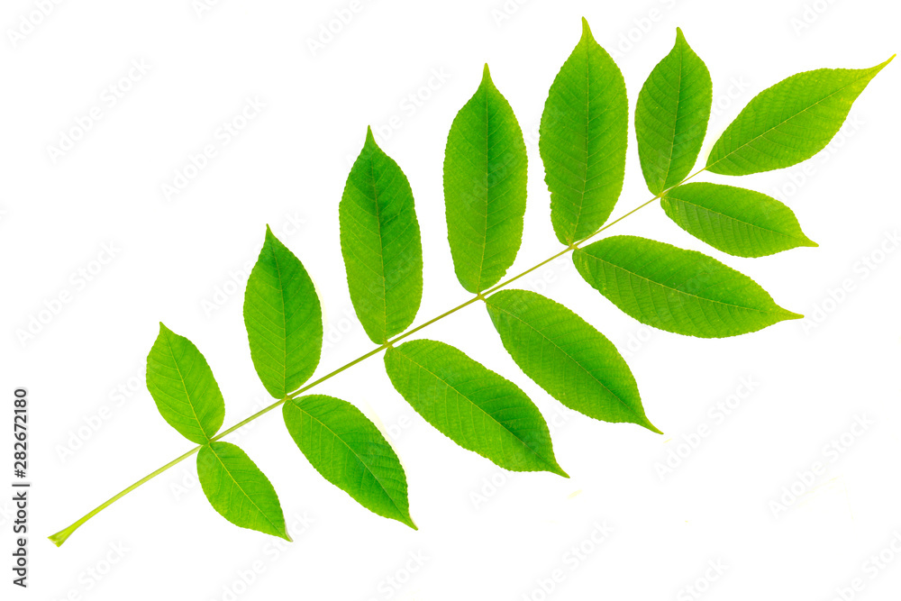 Wallnut manchurian leaf  isolated on white background. Herbarium series.