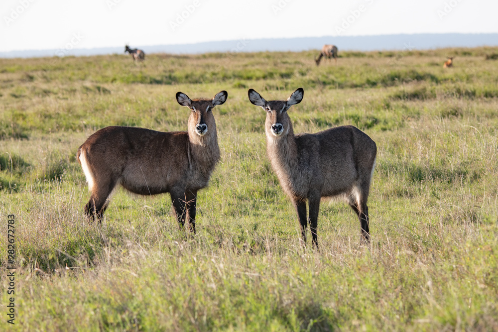 two female waterbuck profiles head to head in the Masai Mara