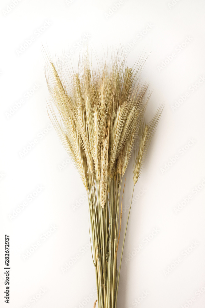 Ripe spikelets of rye isolated on white background. Copy space. Background