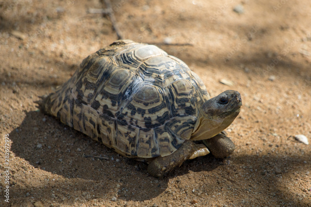 Schildkröten Portrait afrikanische Schildkröte Schildkröten Portrait afrikanische Schildkröte