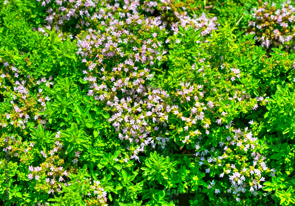 Beautiful view with blooming flowers in the botanical garden Beautiful view with blooming flowers in the botanical garden
