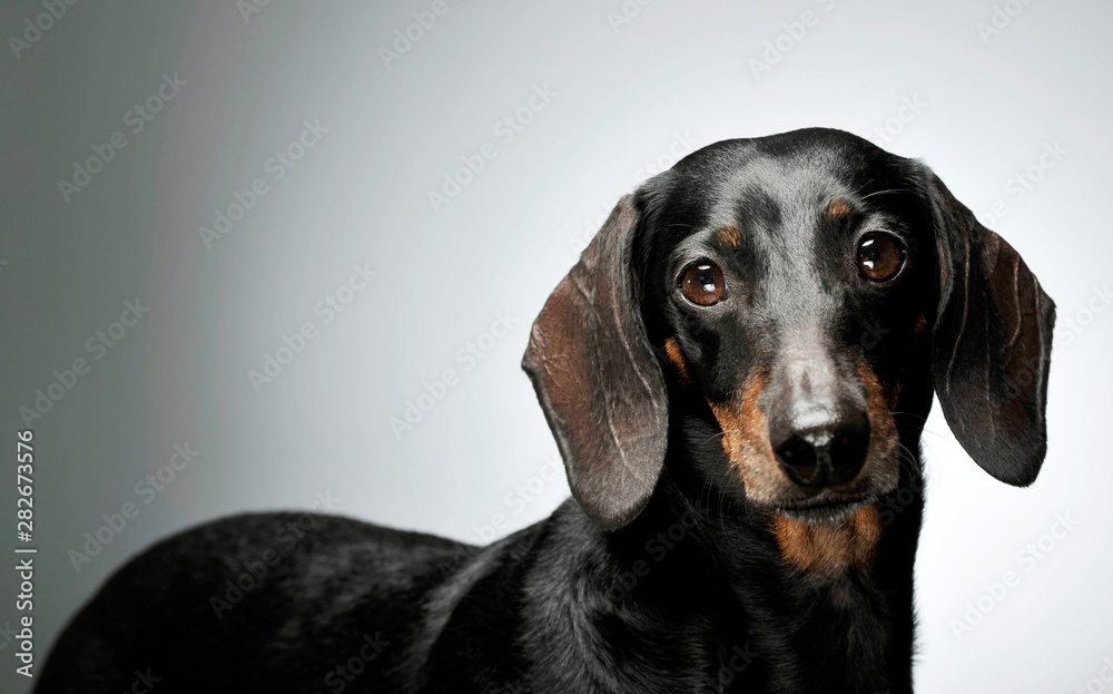 Portrait of an adorable black and tan short haired Dachshund looking curiously at the camera Portrait of an adorable black and tan short haired Dachshund looking curiously at the camera
