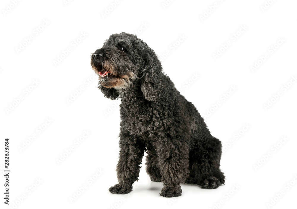 Studio shot of an adorable pumi looking curiously - isolated on white background Studio shot of an adorable pumi looking curiously - isolated on white background