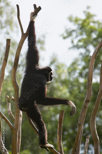 Gibbon hanging on a tree branch	
