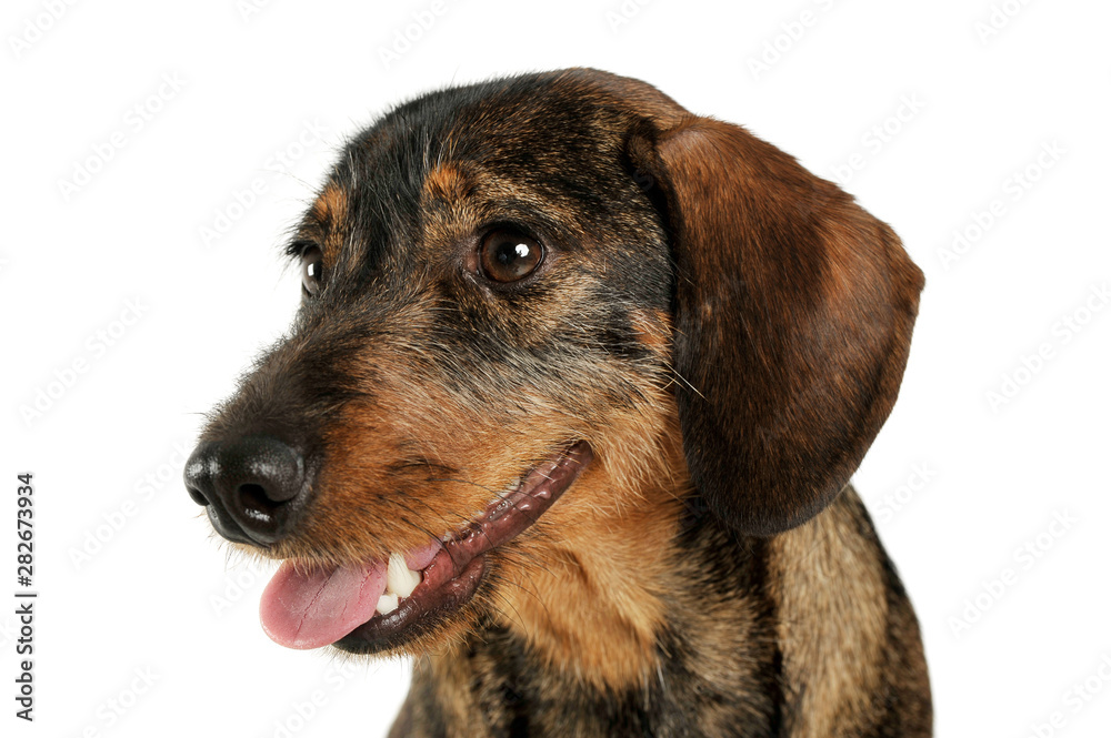 Portrait of an adorable wire-haired Dachshund looking satisfied