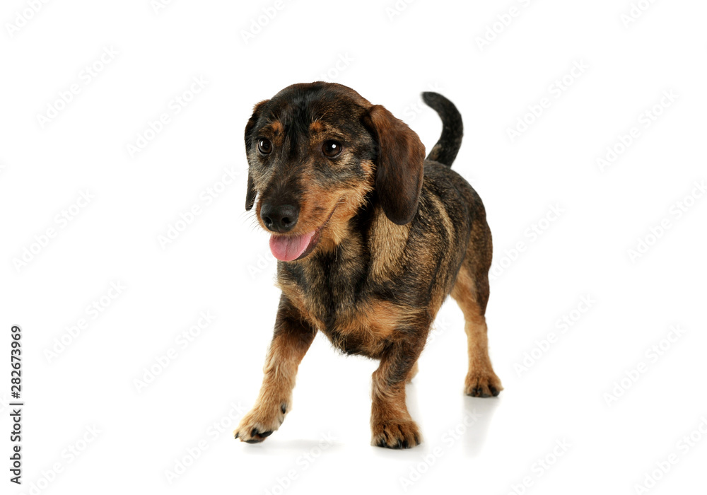 Fototapeta premium Studio shot of an adorable wire-haired Dachshund standing and and looking satisfied