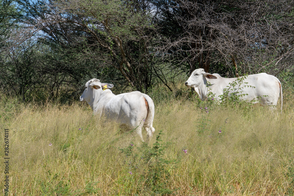 Obraz premium Afrikanische Rinder weiß
