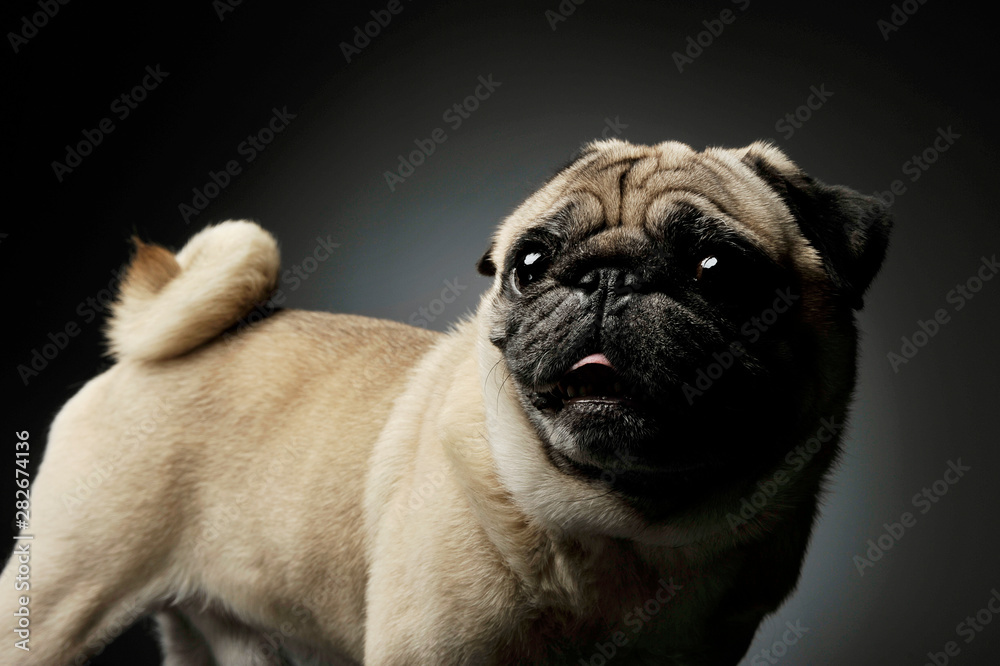 Studio shot of an adorable Pug standing and looking curiously - isolated on grey background