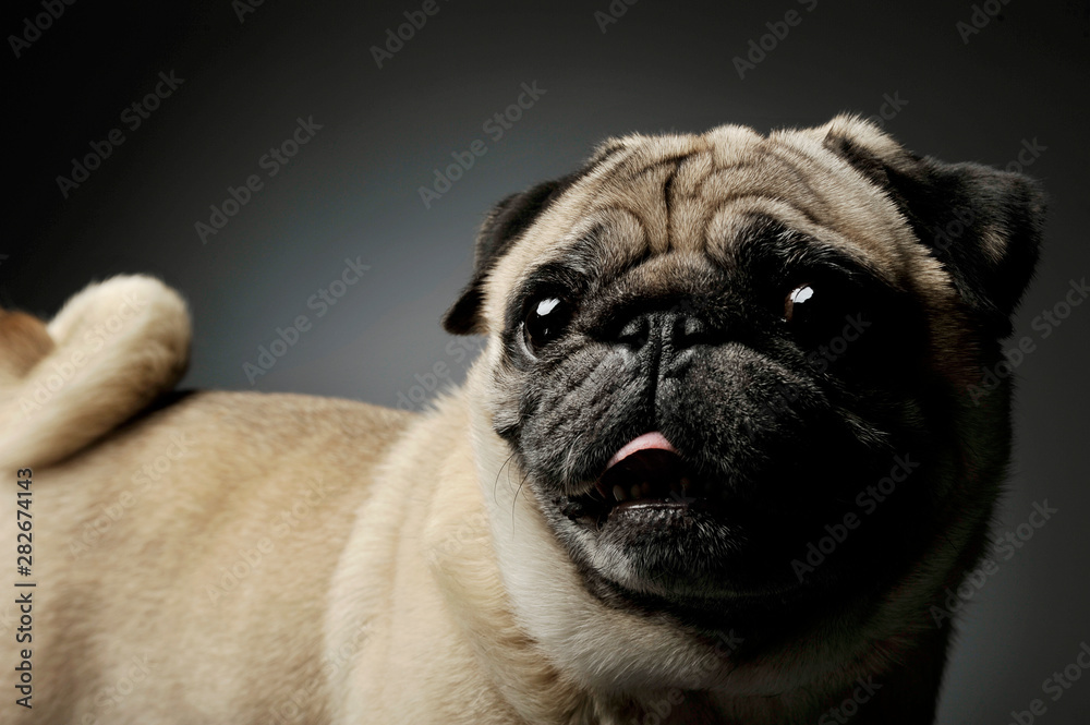 Portrait of an adorable Pug standing and looking curiously - isolated on grey background