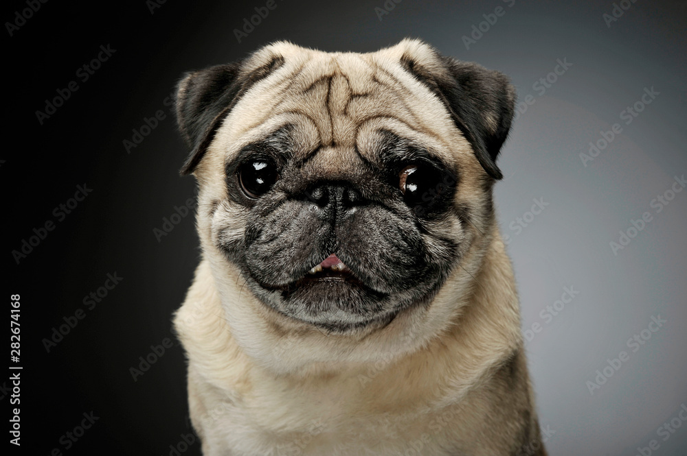 Portrait of an adorable Pug looking curiously at the camera - isolated on grey background.
