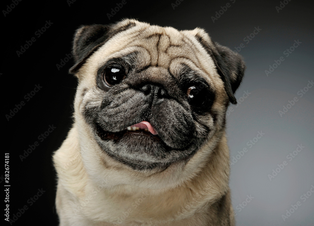 Fototapeta premium Portrait of an adorable Pug looking curiously at the camera - isolated on grey background.