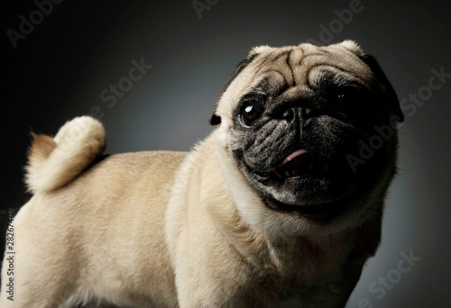 Fototapeta Naklejka Na Ścianę i Meble -  Studio shot of an adorable Pug standing and looking curiously at the camera - isolated on grey background