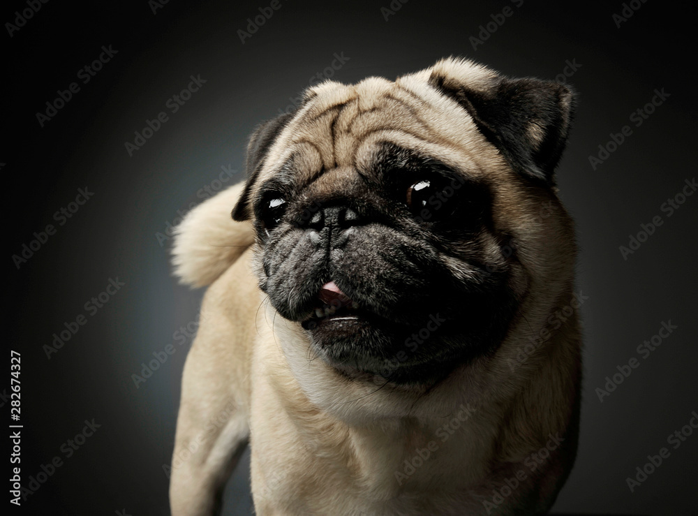Studio shot of an adorable Pug looking curiously at the camera - isolated on grey background