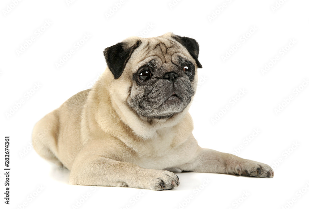 Studio shot of an adorable Pug lying and looking curiously - isolated on white background