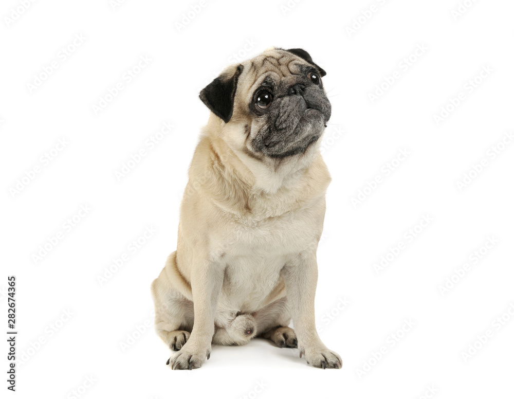 Studio shot of an adorable Pug sitting and looking curiously - isolated on white background