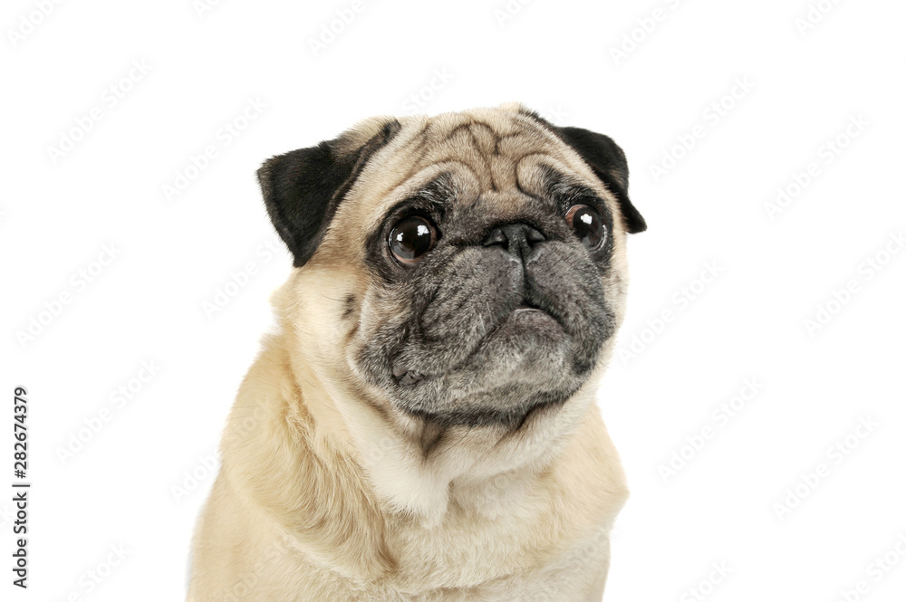 Portrait of an adorable Pug looking curiously - isolated on white background.
