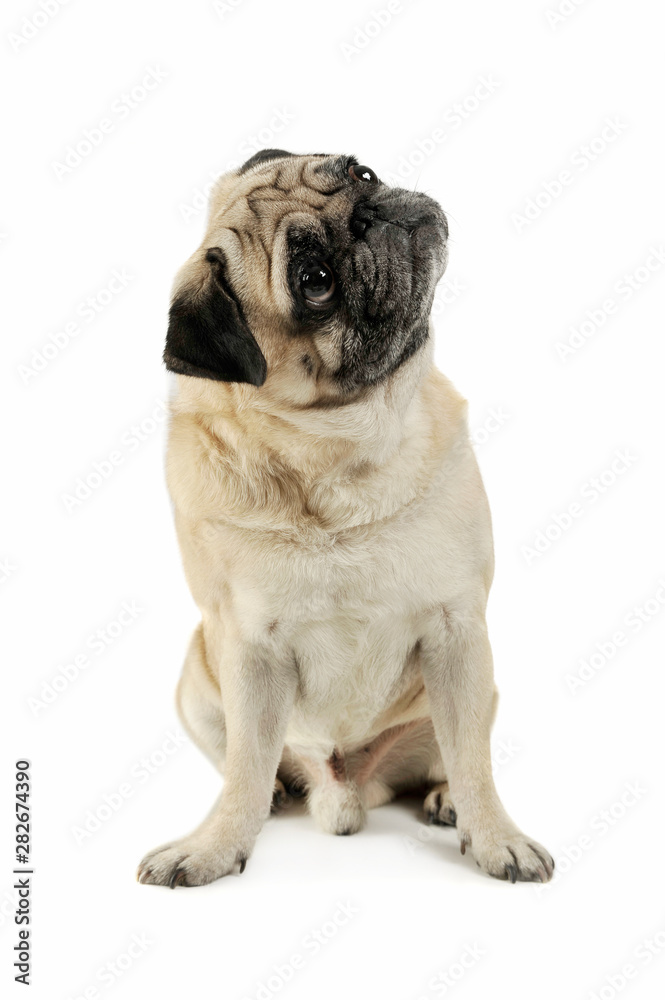 Studio shot of an adorable Pug sitting and looking up curiously - isolated on white background