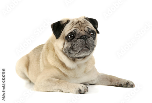 Studio shot of an adorable Pug lying and looking curiously - isolated on white background © Csand