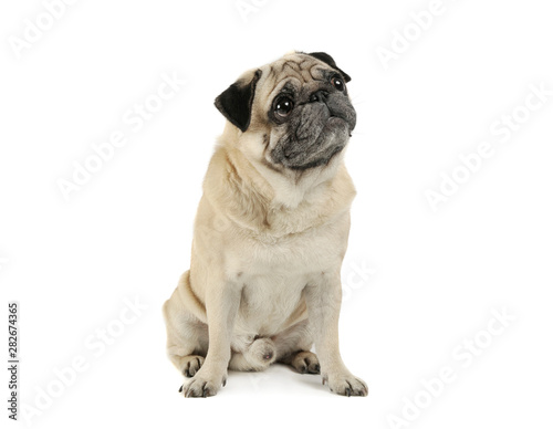 Studio shot of an adorable Pug sitting and looking curiously - isolated on white background