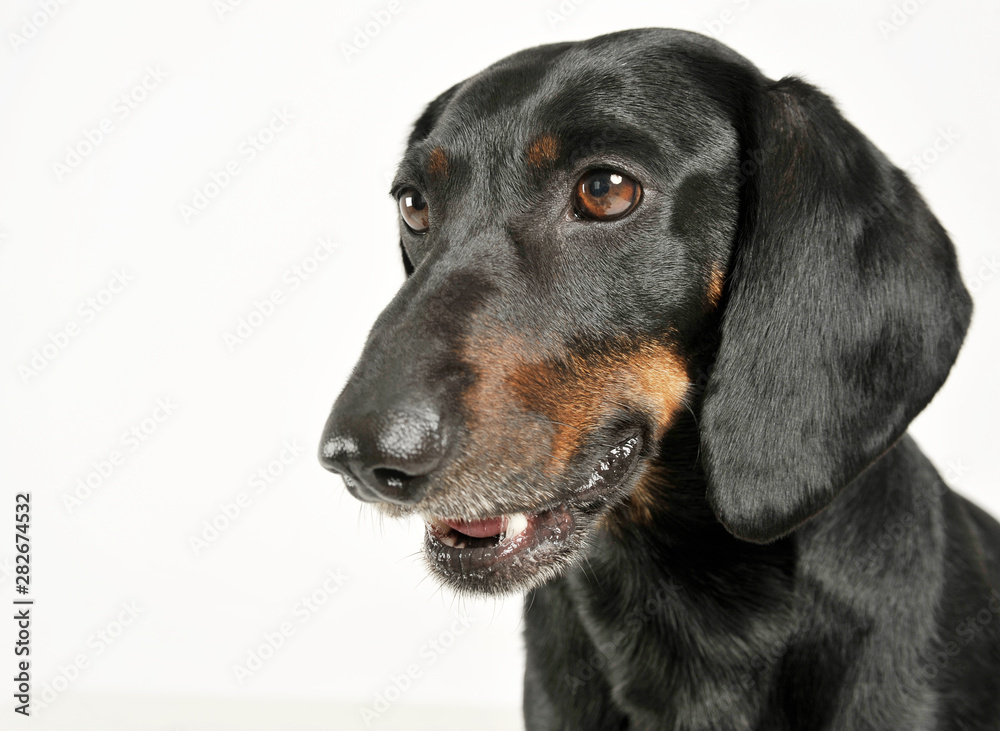 Portrait of an adorable black and tan short haired Dachshund looking curiously Portrait of an adorable black and tan short haired Dachshund looking curiously