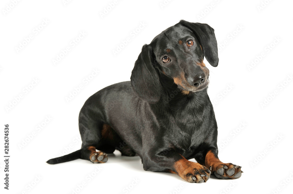 Studio shot of an adorable black and tan short haired Dachshund lying and looking curiously at the camera