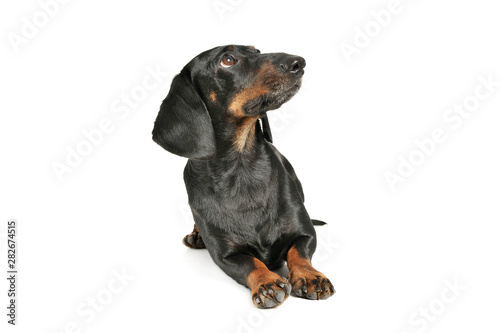Studio shot of an adorable black and tan short haired Dachshund lying and looking up curiously