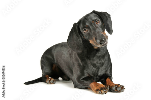 Studio shot of an adorable black and tan short haired Dachshund lying and looking curiously at the camera © Csand