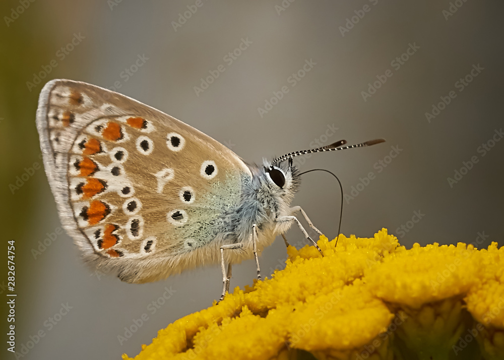 Obraz premium Bläuling