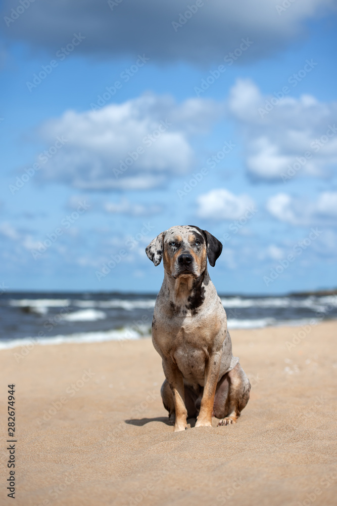 beautiful catahoula dog posing on the beach