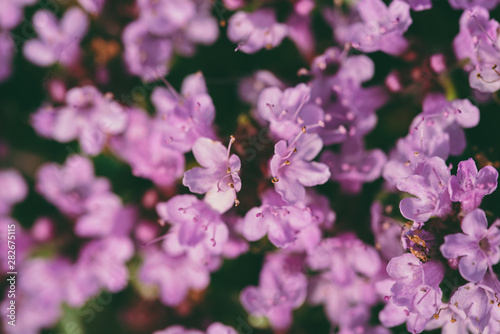small pink flowers © Mari Mur