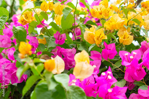 pink and yellow flowers of bougainvillea