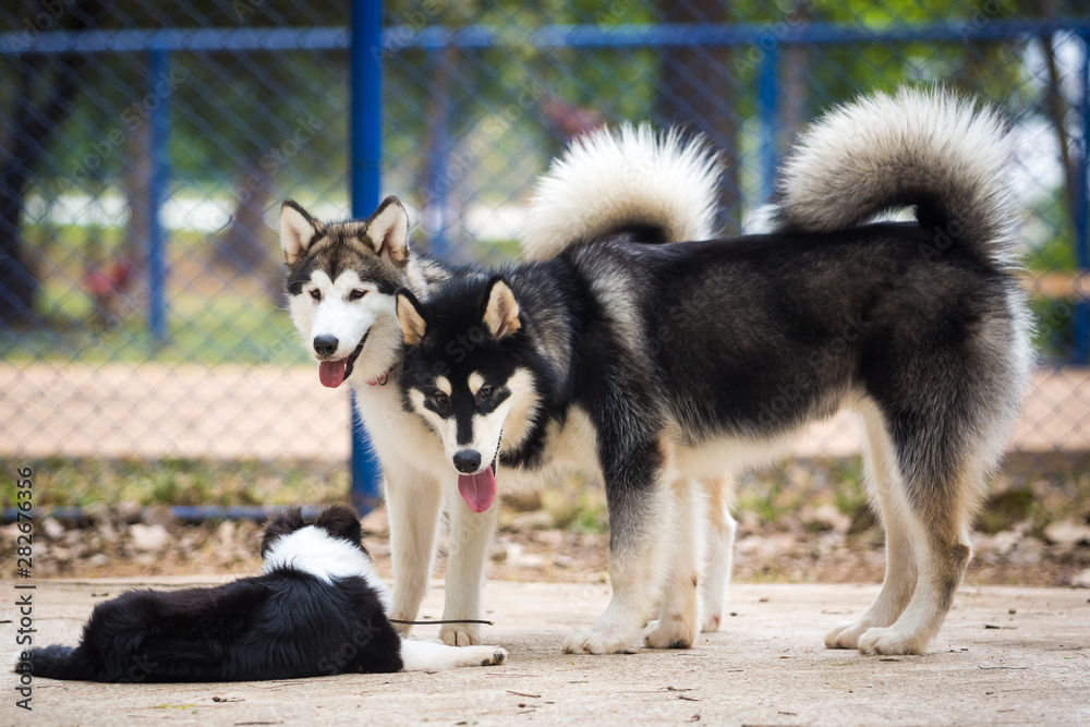 Two Alaskan Malamute with a 5 month old Shetland Shepherd puppy Two Alaskan Malamute with a 5 month old Shetland Shepherd puppy