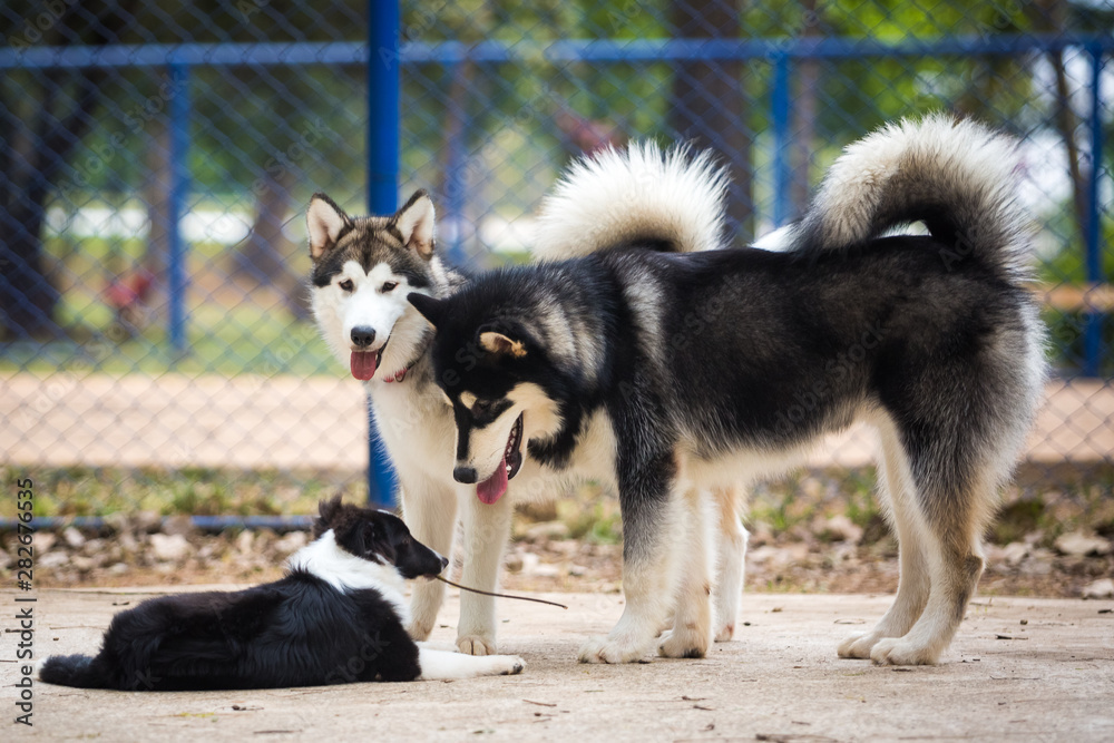 Two Alaskan Malamute with a 5 month old Shetland Shepherd puppy