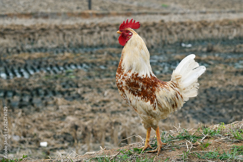 Portrait of a male chicken or rooster. North Korea photo