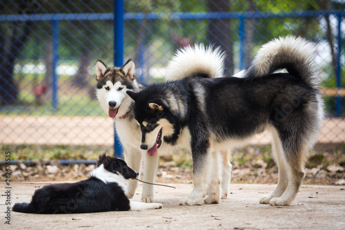 Two Alaskan Malamute with a 5 month old Shetland Shepherd puppy