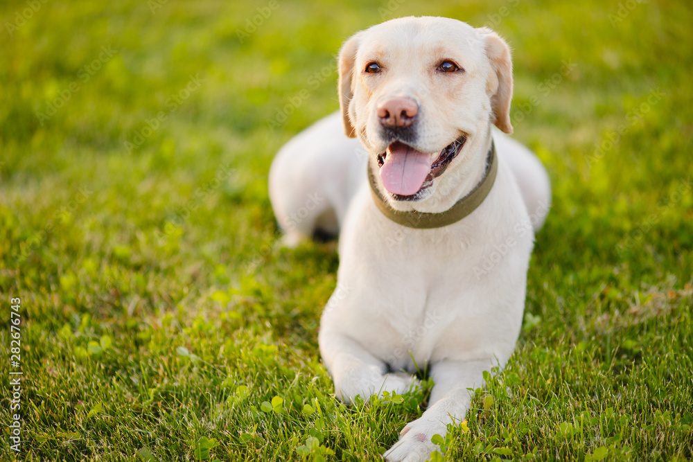 Active, smile and happy purebred labrador retriever dog outdoors in grass park on sunny summer day Active, smile and happy purebred labrador retriever dog outdoors in grass park on sunny summer day