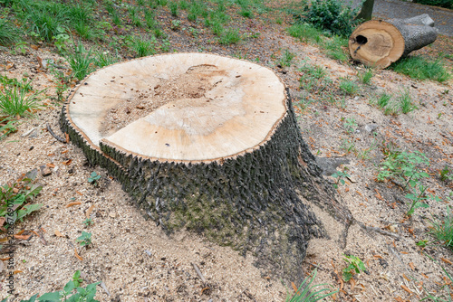 Cut tree stump oak trunk old timber