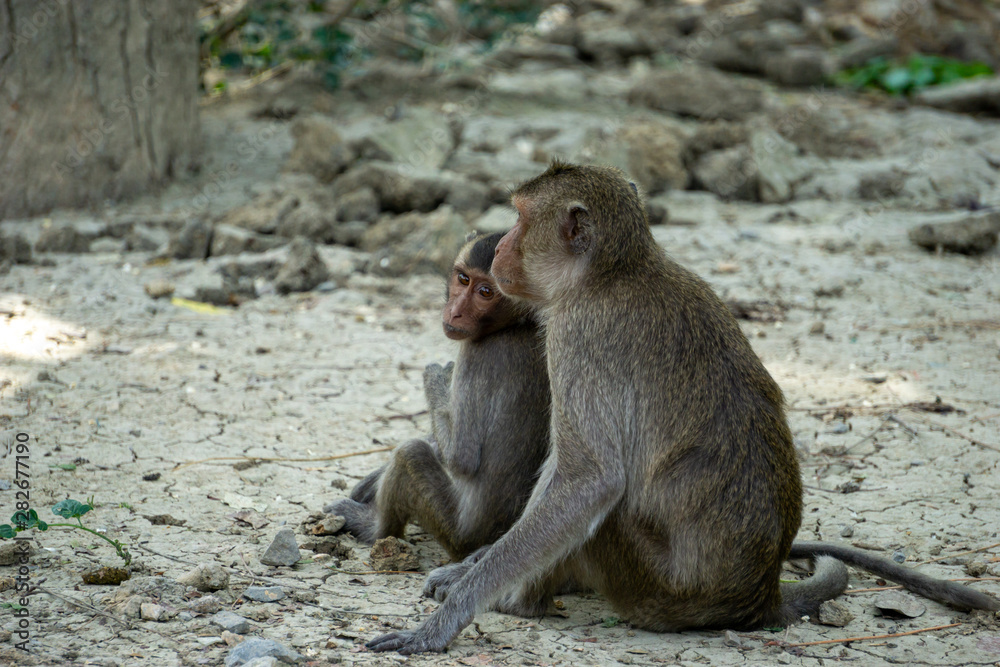 Mother and baby monkey sitting on the ground.