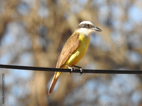 Benteveo Pitangus sulphuratus posing on black wire photo