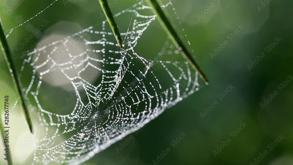 Spider Web in the Wind