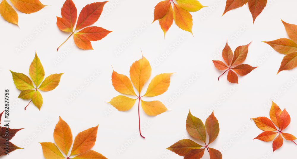 Autumn flat lay of Big and small grape dead leaves on white