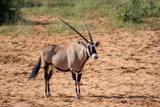 Oryx Antilope Namibia