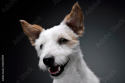 Portrait of an adorable terrier puppy looking satisfied - isolated on grey background