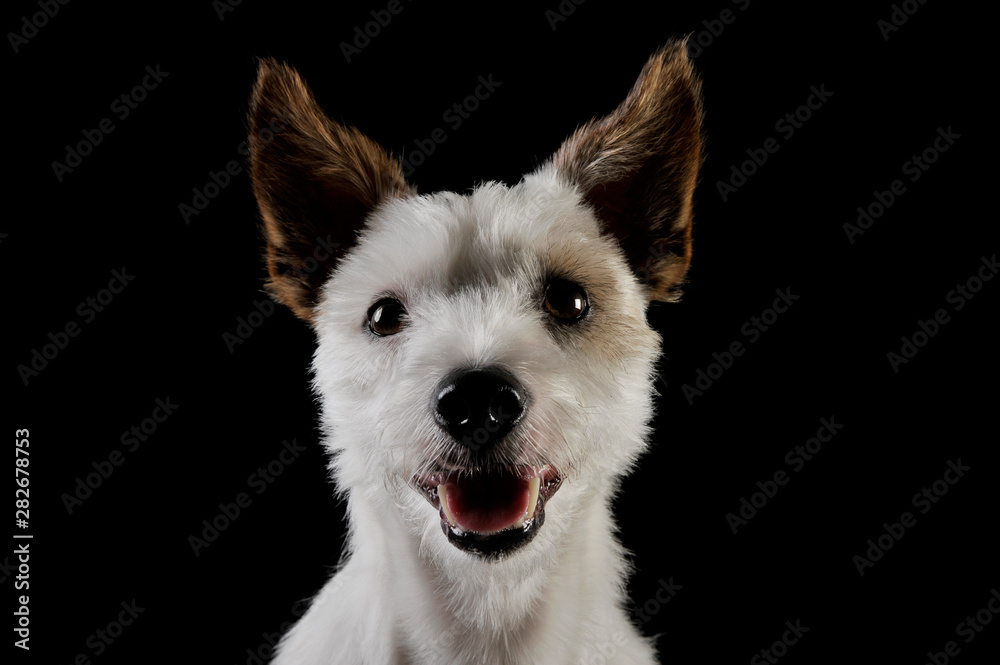 Portrait of an adorable terrier puppy looking curiously at the camera - isolated on black background Portrait of an adorable terrier puppy looking curiously at the camera - isolated on black background